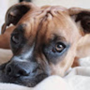 Meet your Posher, Dwayne the